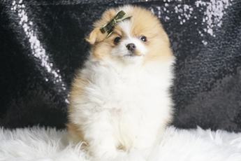 Mooshie