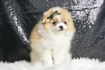 Mooshie