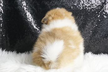 Mooshie