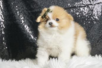 Mooshie