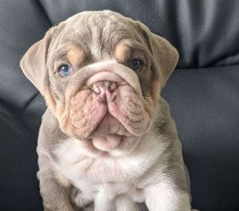Mr. Romeo