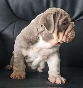 Mr. Romeo
