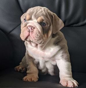 Mr. Romeo