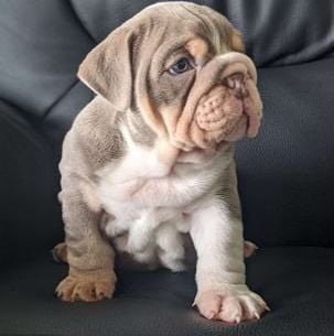 Mr. Romeo