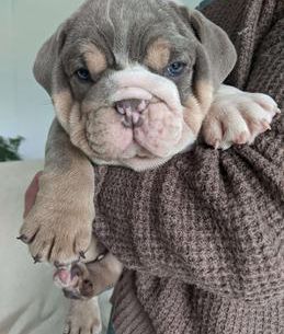 Mr. Romeo