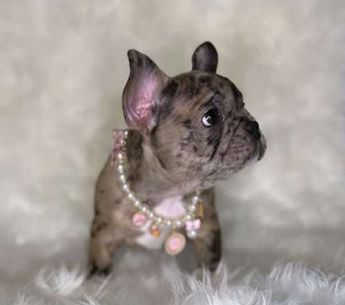 Nala