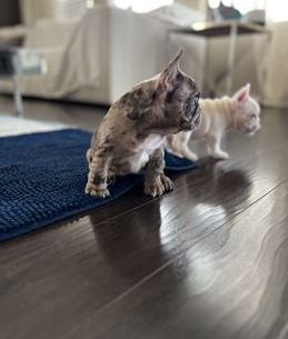 Nala