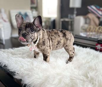 Nala