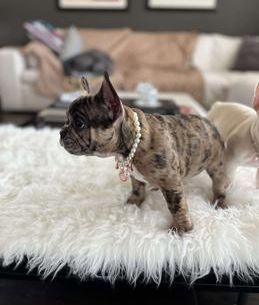Nala