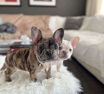 Nala