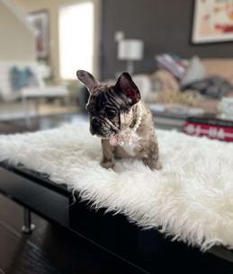 Nala