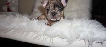 Nala