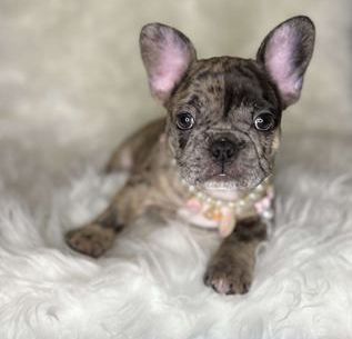 Nala