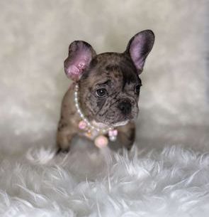 Nala