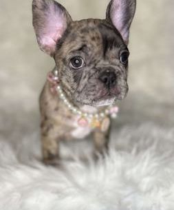 Nala