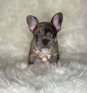 Nala