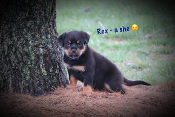 Rex
