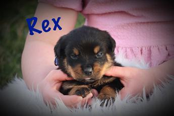 Rex