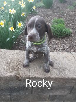 Rocky