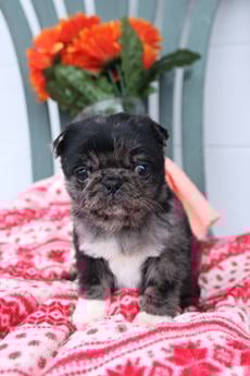 Romeo