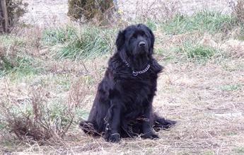Sammy of Rose Hill