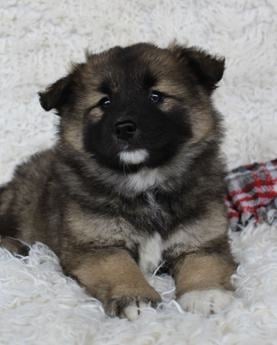 Samson