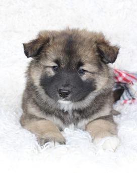 Samson