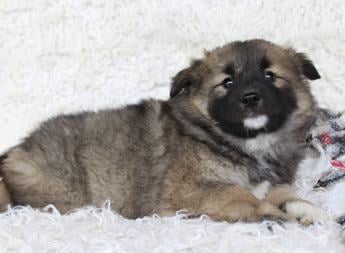 Samson