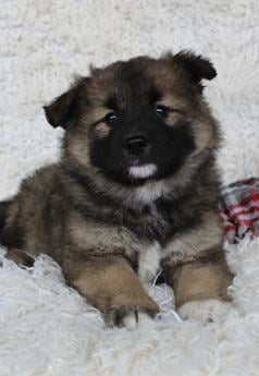 Samson