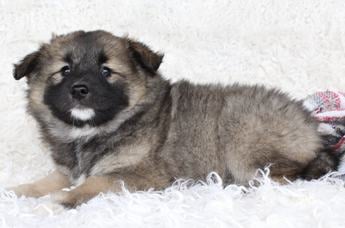 Samson