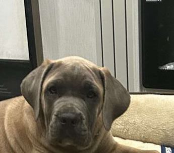 Sarge