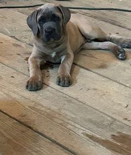 Sarge