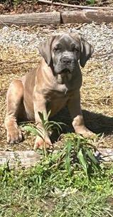 Sarge