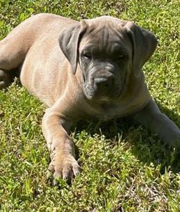 Sarge