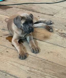 Sarge