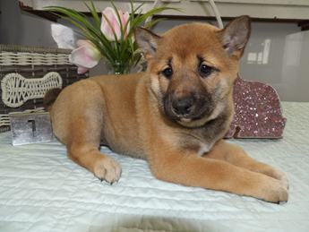 Shena