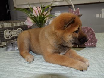 Shena
