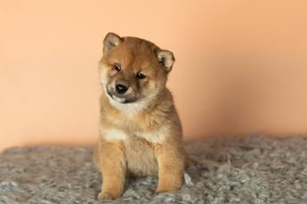 Simba