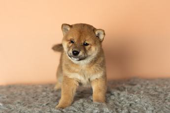 Simba