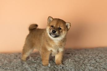 Simba
