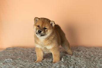 Simba