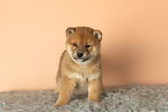Simba