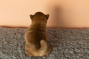 Simba