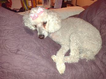 Sophie Mae (TN) - Puppy Area