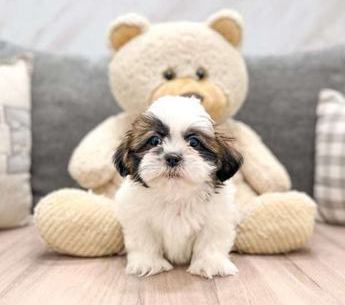 Teddy