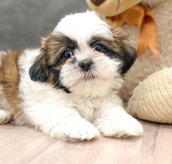 Teddy