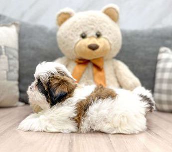Teddy
