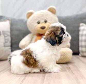 Teddy