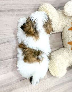 Teddy