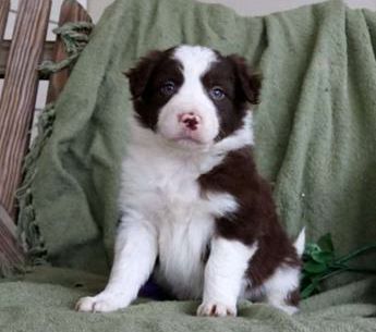 Tucker